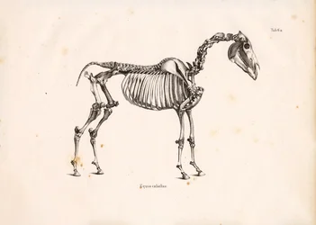 Paard Skelet