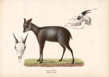 Impala met schedelvoorstellingen