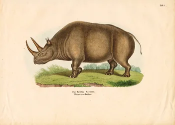 Indische neushoorn