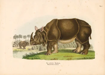 Indische neushoorn