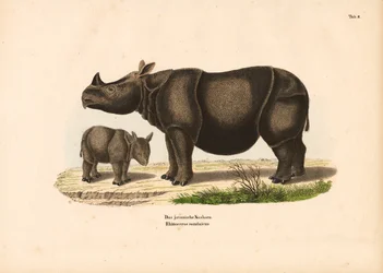 Javaanse neushoorn met kalf