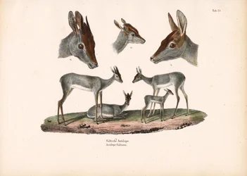 Klipspringer met portretstudies