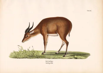 Kob Antilope