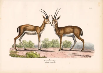 Langhoornige antilope in savannelandschap