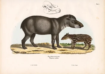 Laagland tapir met jong