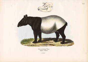 Maleise tapir