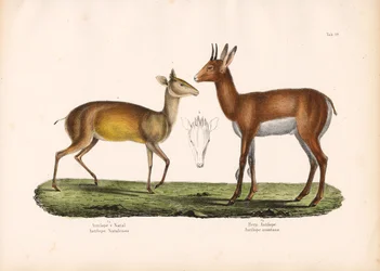 Natal Antilope en Berg Antilope