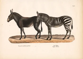 Zebra en zebra-ezel hybride