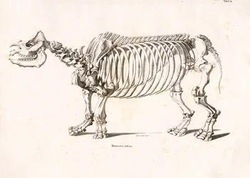 Skelet van de Indische neushoorn