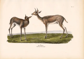 Zuidelijke rietbok