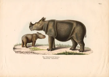 Sumatraanse neushoorn met kalf