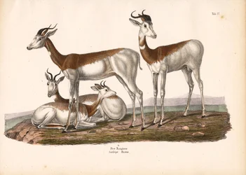 De Nanguer of Dama-gazelle