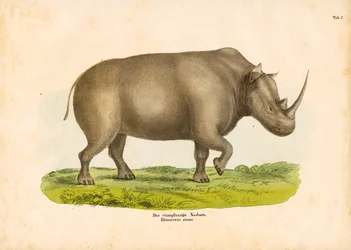 De neushoorn met de vierkante lippen