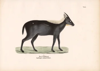 De Sumatraanse Serow