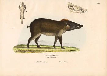 Wrattenzwijn