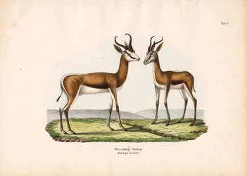 Witrugantilope als paar