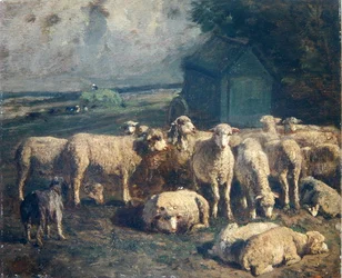 Kudde schapen