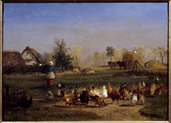 Het voer van de kippen