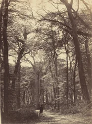 Bosgezicht,c. 1865 (foto)