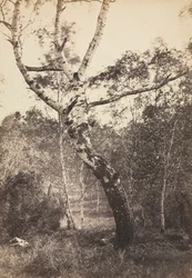 Studie van een berk, Barbizon, 1860s-1870s