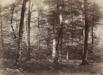 Zonder titel Het bos van Fontainebleau, ca. 1874