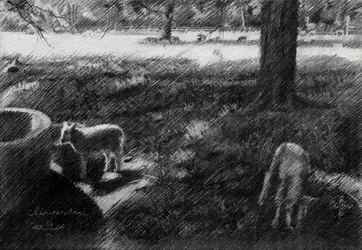 Schets van weideschapen in de schaduw
