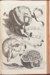 Gehoornde Sinaasappel, plaat 409 uit "Hesperides sive de Malorum Aureorum Cultura et Usu Libri Quatuor" door Giovanni Battista Ferrari, 1646