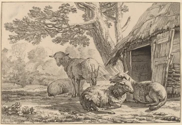 Schapenkooi