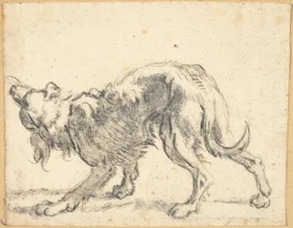 Een hond