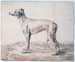 Windhond, 1644