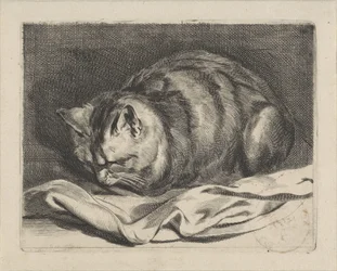 Kleine kat