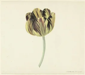 Tulp genaamd Bizard Rosette
