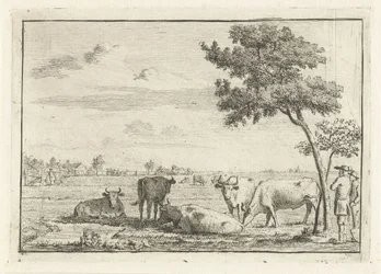 Vijf koeien in een weiland
