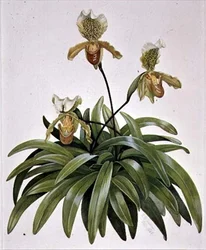 Lady Slipper Orchidee uit Nepal (Paphiopedilum insigne)