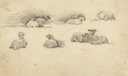 Studie van schapen