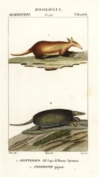 Aardvarken en reuzenmiereneter