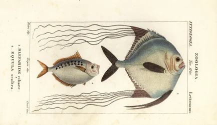 Afrikaanse pompano, Alectis ciliaris, Blepharis ciliaris, Blefaride ciliare en ponyvis, Poulain ruse, Leiognathus equulus