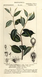 Agarhout, Aquilaria malaccensis, Ernstig bedreigd