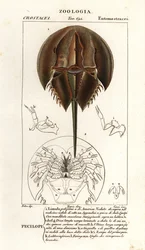 Atlantische degenkrab, Limulus polyphemus