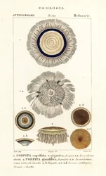 Blauwe knoop, Porpita porpita