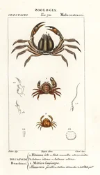 Stekelige krab, Pilumnus hirtellus, lichtblauwe soldatenkrab, Mictyris longicarpus, erwtenkrab, Pinnotheres pisum