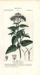Vlindernevel, Ageratum corymbosum
