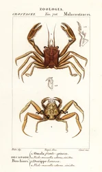 Draagkrab en dorripd krab