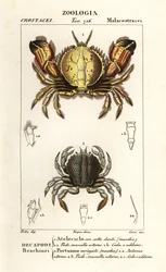 Ronde krab en zwemkrab