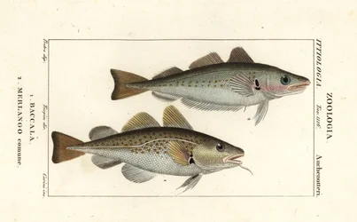 Kabeljauw, Gadus morhua, en wijting, Merlangius merlangus