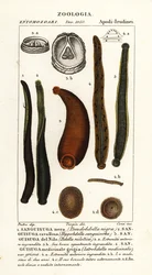 Gewone zwarte bloedzuiger, Hirudo verbana