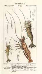 Gewone garnaal, Crangon crangon, roze garnaal, Pandalus montagui, en Aegaeon cataphractus
