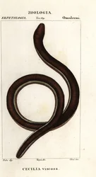 Gewone geelgestreepte wormsalamander, Ichthyophis glutinosus