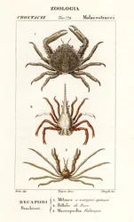 Koraalkrab, pijlpuntkrab en Leach