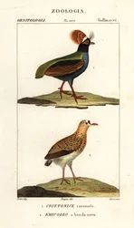 Kuifpatrijs en kwartel